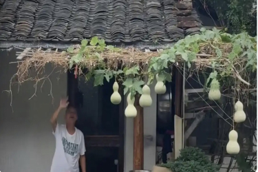绍兴"葫芦娃爷爷"又把葫芦挂回去了："人多了就少互动，大家远远看一眼就好"