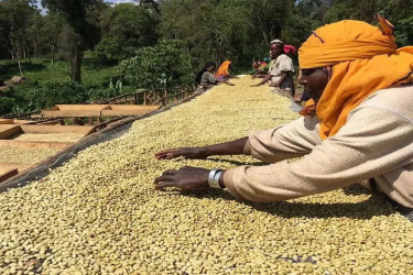埃塞俄比亚咖啡出口商遭监管机构严厉打击