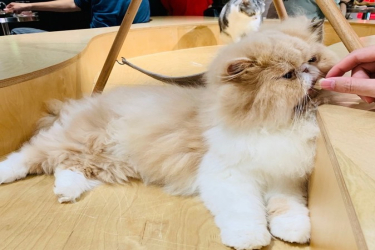广州哪里有猫咖 ∣最值得去的猫咖网红店探店报告