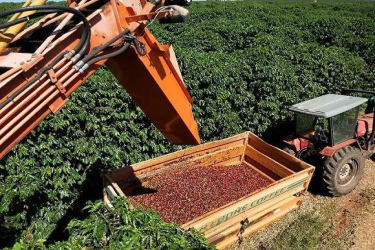阿拉比卡价格下跌，巴西咖啡出口量减少
